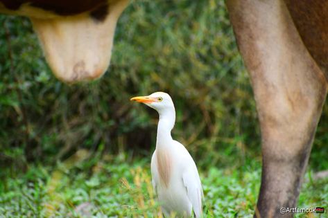 The cattle egret and grazing cattle in a close association is a classic example of commensalism. ... The egrets always feed close to where the cattle are grazing, As the cattle move, they stir up and flush out insects from the vegetation that might be difficult for the egrets to find and catch otherwise. Grazing Cattle, Cattle Egret, Wildlife Conservation, Insects, Georgia, Promotion, Foundation, Birds, Animals