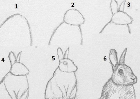 Drawing Animals - How To Draw A Rabbit Drawing Rabbits, Preschool Drawing, Draw A Rabbit, Animals Step By Step, Realistic Animal Drawings, Bunny Artwork, Easy Animal Drawings, Rabbit Drawing, Draw Realistic