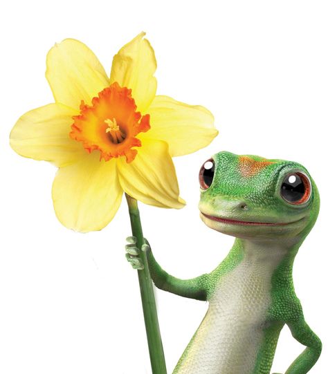 Happy Spring Geico Lizard, Geico Car Insurance, Cleaning Your Colon, Toxic Waste, Creative Shoes, Free Desktop Wallpaper, Wet Cat, Illustration Art Drawing, 5 Months