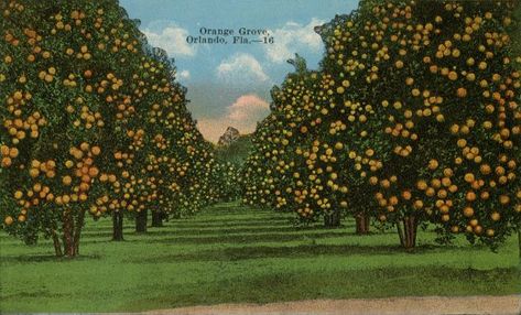 Rows of citrus trees in Orlando, Florida. Most amazing scent - orange blossoms Orange Trees, Florida Oranges, Orange Grove, San Bernardino County, Orange Tree, Old Florida, Modern Photography, A Typical, Art Ink