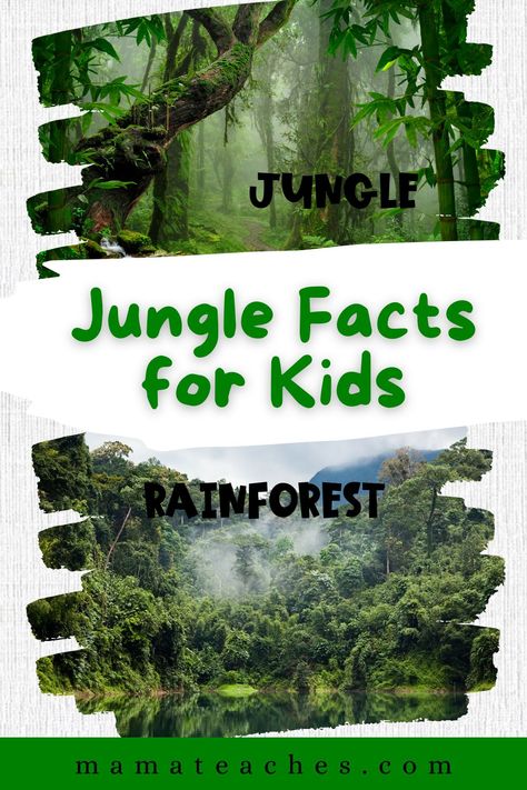 Jungle Facts for Kids - Mama Teaches Jungle Theme Science Activities, Jungle Stem Activities, Jungle Theme Preschool, Rainforest Facts For Kids, Rainforest Facts, Jungle Activities, Poisonous Animals, Types Of Forests, Habitats Projects