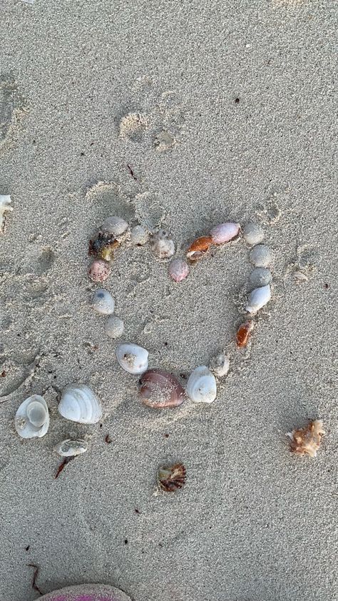 #love #beach #sea #seashells #aesthetic #nature #photography Beach Sea Shells Aesthetic, Beach Shells Aesthetic, Sea Shells Aesthetic, Wallpaper Seashells, Sea Shell Wallpaper, Seashell Aesthetic, Seashells Aesthetic, Shells Aesthetic, Seashell Wallpaper