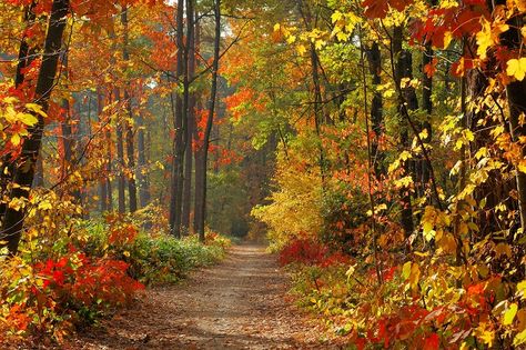 Temperate Deciduous Forests: Plants Educational Resources K12 Learning Temperate Deciduous Forest, Deciduous Forest, Fall Backdrops, Forest Backdrops, Road Photography, Forest Path, Autumn Scenery, Photo Booth Backdrop, Autumn Forest