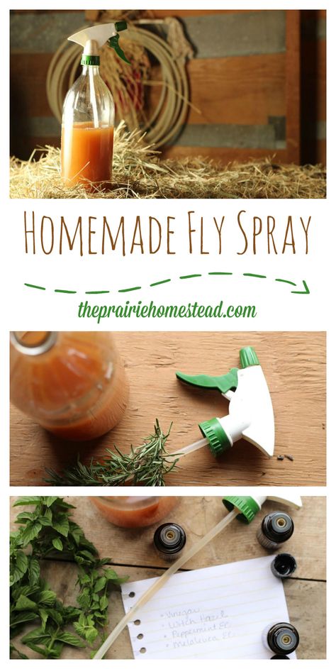 Homemade Fly Spray Recipe | The Prairie Homestead Horse Fly Spray, Coop Spray, Homemade Fly Spray, Fly Spray For Horses, Prairie Homestead, Get Rid Of Flies, Fly Spray, Best Chicken Coop, Fly Repellant