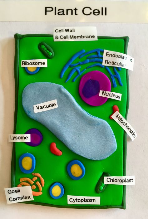 Plants Cell Project, Animal Cell School Project, 3d Plant Cell Project Easy, Cell Module Project, Animal Cell Clay Model, Animal Or Plant Cell Project, Plant Cell Clay Model, Clay Cell Model, Clay Science Projects