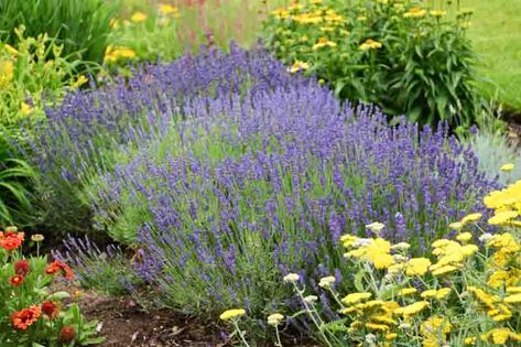 Variegated Lavender, Spanish Lavender Plant, Hidcote Lavender, Lavandula Angustifolia Hidcote, Lavender Hidcote, Lavender Grosso, Spanish Lavender, Plant Pests, English Lavender