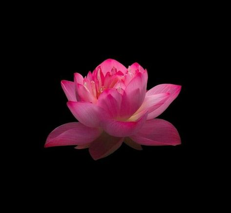 Lotus Flower Black Background, Orchid Black Background, Single Flower Wallpaper, Dark Pink Widget, Pretty Pfp Aesthetic, Lotus Flower Aesthetic, Flowers Pfp, Flower Pfp, Flower Widget