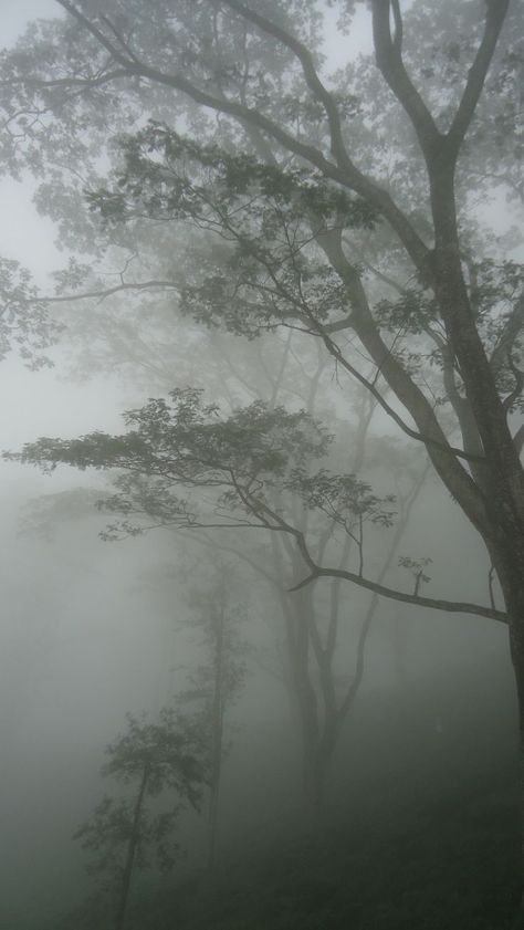 misty day in Hanthana, Kandy, SriLanka Misty Day Aesthetic, Paradis Sombre, Eerie Places, Dark Forest Aesthetic, Dark Nature Aesthetic, Foggy Forest, Misty Forest, Kandy, The Fog