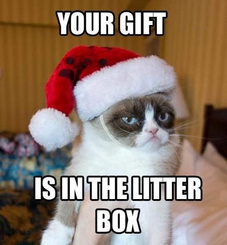 Don't lose your temper if they don't clean it ,then they go on vacation without you! Katt Diy, Grumpy Cat Christmas, Grumpy Cat Meme, Grumpy Cat Quotes, Grumpy Cats, Hee Man, Hate Christmas, Koci Humor, Christmas Memes