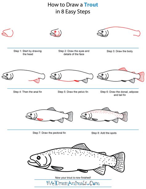 Trout Line Drawing, Trout Painting Acrylic Easy, How To Draw Salmon, Brook Trout Drawing, Trout In The Classroom, How To Draw A Trout, Trout Drawing Simple, How To Draw A Fish Step By Step, Step By Step Fish Drawing