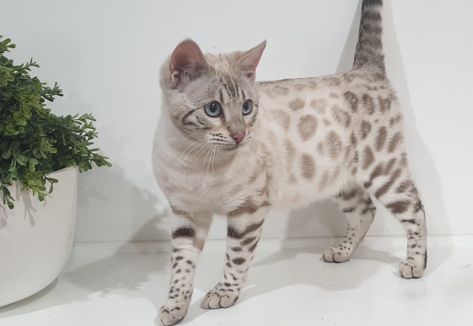 White Bengal Cat, Hate Cats, Dream's Cat, Bengal Kitten, Bengal Cats, Cute Cat Breeds, Cute Animals Puppies, Big Animals, Cat Pose