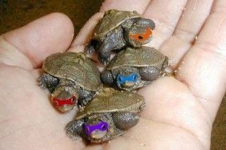 the REAL ninja turtles ;) Baby Ninja Turtle, Cute Turtles, Baby Turtles, Ninja Turtle, Springer Spaniel, Cavalier King Charles, Cute Little Animals, 귀여운 동물, Teenage Mutant