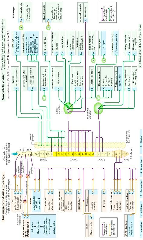 Autonomic Nervous System Notes, Rewire Nervous System, Neuro Anatomy, Sympathetic And Parasympathetic, Brain Anatomy And Function, Nursing School Studying Cheat Sheets, Sympathetic Nervous System, Enteric Nervous System, Studying Medicine