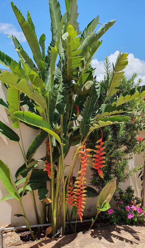 Tropical Backyard Landscaping, Dream Garden Backyards, Front Lawn Landscaping, Tropical Landscape Design, Tropical Garden Design, Tropical Backyard, Fall Garden Vegetables, Recycled Garden, Tropical Oasis