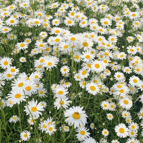 Hummingbird Plants Perennials, Rebecca Jenshak, Homescreen Design, Hummingbird Plants, Pub Sheds, Aster Flower, The Family Handyman, Plants Are Friends, Flower Watch