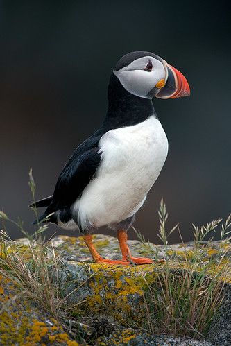 The Atlantic Puffin (aka "The Flying Potato") | Hello Fellow… | Flickr Atlantic Puffin, Puffins Bird, Big Bird, Exotic Birds, Bird Drawings, Sea Birds, Bird Photo, Nature Photographs, Animal Wallpaper