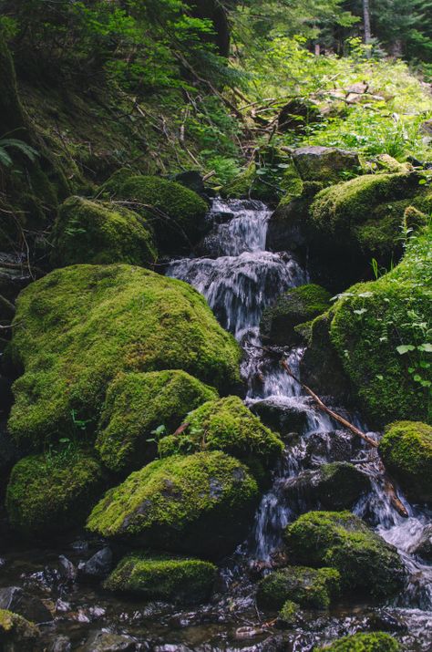 Incredible Gardens, Forest Inspiration, Mossy Rocks, Scene Inspiration, Rock Waterfall, Photo Elements, Moss Garden, Fantasy Forest, Forest Garden