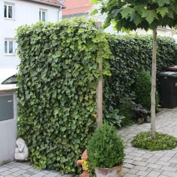 Efeu Sichtschutz Beach House Landscaping, Garden Wall Designs, Hedera Helix, Garden Screening, House Landscape, Front Garden, Garden Wall, Hedges, Patio Garden