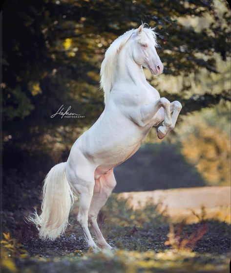 Rare Horses, Horse Anatomy, Beautiful Horse Pictures, Albino Animals, Beautiful Arabian Horses, Horse Wallpaper, Most Beautiful Horses, Baby Horses, All The Pretty Horses