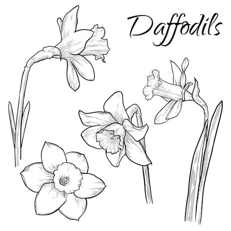 Vector daffodil flowers set isolated han... | Premium Vector #Freepik #vector #botanical-elements #flower-doodle #narcissus-flower #botanical-drawing Daffodil Line Tattoo, Dafodill Flowers Drawing, Wildflower Line Art, Narcissus Flowers, 2023 Tattoo, Doodle Clipart, Daffodil Flowers, Daffodil Tattoo, Easy Flower Drawings