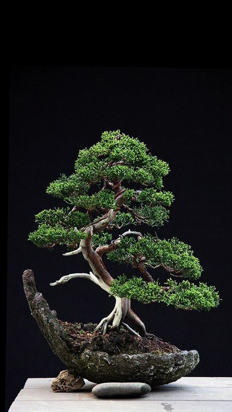 Phone wallpaper from Zedge - Bonsai Cemara Udang, Art Floral Japonais, Japanese Bonsai Tree, Bonsai Ideas, Beautiful Bonsai, Bonsai Tree Care, Indoor Bonsai Tree, Juniper Bonsai, Bonsai Styles