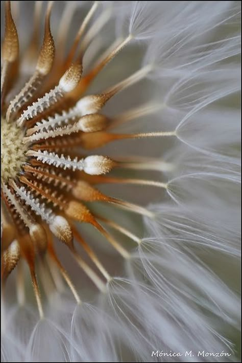 Macro Fotografie, Macro Photography Tips, Nature Texture, Foto Macro, Photography Ideas At Home, Photo Macro, Photography Macro, A Dandelion, Macro Photos