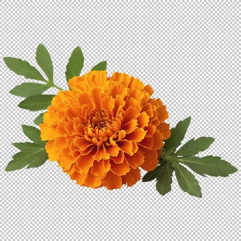 Flower Png Transparent, Marigold Flower, Png Transparent, Animation Art, Flower Pots, Decoupage, Sketch Book, Free Download, Sketch