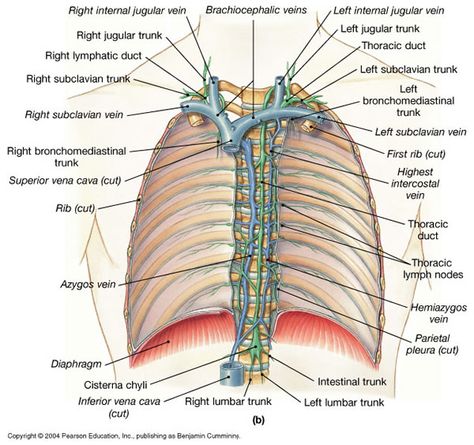 EXCELLENT thoracic duct image & lymphatic website. Thoracic Duct, Poo Poo, Nurse Rock, Nursing Notes, Study Material, School Help, Mind Body Spirit, Anatomy And Physiology, Autoimmune Disease