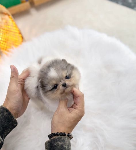 🌊💙Joe💙OUR CUTE TEACUP ☕️POMERANIAN puppy 🐶 now available and ready to go. We are making sure he gets the best forever family 🌊 Teacup Pomeranian Puppy, Pretty Puppies, Pomeranian Puppy Teacup, Cute Teacup Puppies, Teacup Pomeranian, Pomeranian Puppies, Cute Little Puppies, Teacup Puppies, Pomeranian Puppy