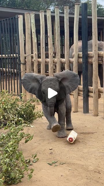 Sheldrick Wildlife Trust on Instagram: "Revisiting baby Mwana playing ‘milk bottle football’ she with Keeper Sora.* The real winner is mum Murera, who gets a short rest while Sora entertains her daughter! (This was taken in June 2022, when Mwana was just three months old. As you can see, her little neutrons have always been firing on all cylinders!)   Mwana is an elephant of two worlds: She is sired by a wild bull and has an entirely wild future ahead of her, but her mother, Murera, stands out as our most physically compromised orphan. Murera defied the odds simply by surviving, then becoming a mother. She has chosen to raise her daughter close to home, where they both can benefit from the support of our Keepers.  *Mwana has a particularly special connection to Sora: For 11 days after givi Baby Elephants Playing, Wild Bull, Football Ronaldo, Bull Elephant, Funny Elephant, Sheldrick Wildlife Trust, Becoming A Mother, Elephants Photos, Animal Humour