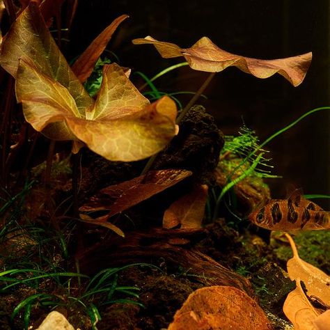 The allure of Southeast Asian Blackwater Habitats: A New Obsession Ris - Tannin Aquatics Asian Biotope Aquarium, Blackwater Aquarium, Aquarium Inspiration, Biotope Aquarium, Freshwater Plants, Betta Aquarium, Rare Fish, Nano Aquarium, Betta Tank