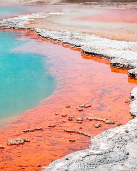 32 Breathtaking Things To Do In Rotorua, New Zealand – Craving Adventure New Zealand Rotorua, Maori Culture, Rotorua New Zealand, Hot Pools, New Zealand Landscape, Māori Culture, New Zealand North, Cheap Vacation, Rotorua