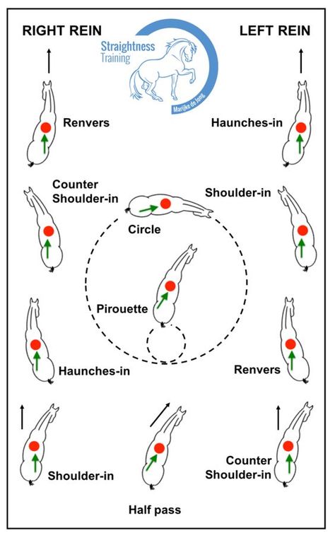 4 Tips On How To Train Lateral Movements Dressage Exercises, Horse Training Exercises, Horse Lessons, Horse Information, Dressage Training, Horse Exercises, Horse Riding Tips, Horse Anatomy, Natural Horsemanship