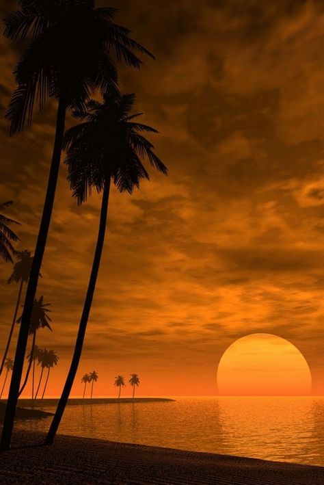 Beautiful sunset with palm trees Montage Photo, Nature Images, Beautiful Sky, Perfect Day, Nature Wallpaper, Beautiful Sunset, Landscape Photos, Nature Pictures, Nature Photos