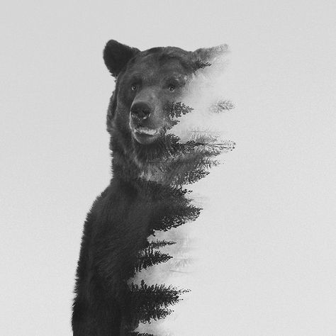 Double Exposure Portraits Of Wild Animals That Reflect Their Habitat | Bored Panda Wilderness Tattoo, Bear Tattoo Designs, Double Exposure Portrait, Angry Bear, Forest Tattoos, Bear Tattoos, Bear Tattoo, Nature Tattoos, Bear Art