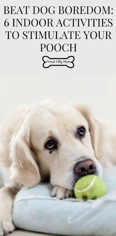 6 Indoor Dog Activities To Keep Your Pooch Stimulated Lou Dog, Dog Boredom, Dog Games, Indoor Dog, Web Images, Dog Hacks, Dog Care Tips, Indoor Play, Dog Activities