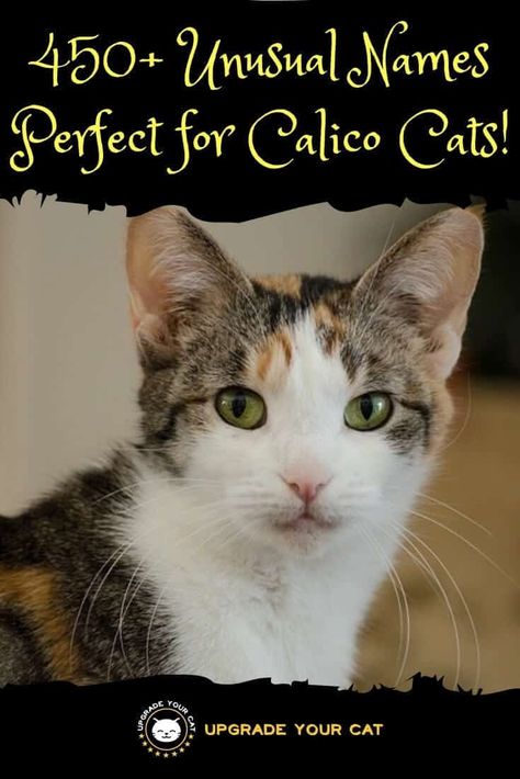 450+ Unusual Calico Cat Names! - Upgrade Your Cat Disney Cat Names, Cat Names Unique, Kitten Names Girl, Calico Cat Names, Boy Cat Names, Girl Cat Names, Unique Coats, Unique Cat Names, Cute Cat Names