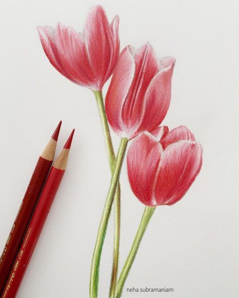 Neha-Artist, Art Instructor on Instagram: “Tulips with colored pencils!! This was taught in my Online Course of Colored Pencils for Beginners just using a limited set of…” Tulip Drawing Colored Pencil, Tulips Color Pencil, Tulips Drawing Color Pencil, Colour Pencil Art Flowers, Tulip Color Pencil Drawing, Coloured Pencils Art, Flower Colour Drawing, Red Tulips Drawing, Color Pencil Art Flowers