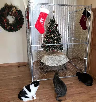 18 More Cats Vs Christmas Trees For Your Holiday Horror | Cuteness Cats And Christmas Trees Funny, Cat With Christmas Tree, Cat Vs Christmas Tree, Cat Christmas Tree Funny, Cats Vs Christmas Trees, Dogs And Christmas Trees, Cat Christmas Tree Ideas, Christmas Tree Ideas With Cats, Cat And Christmas Tree