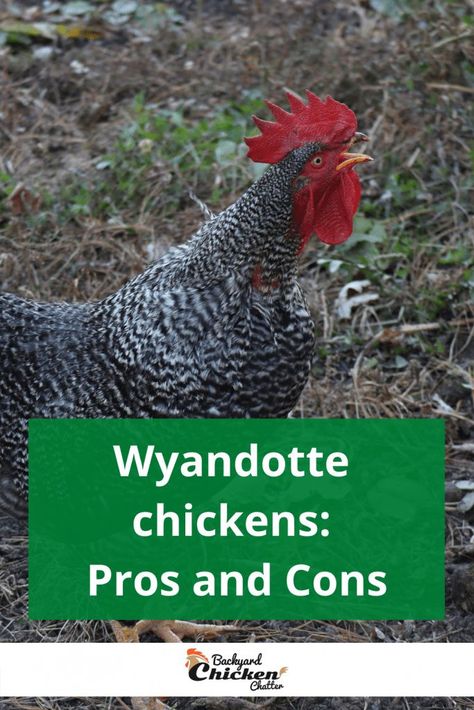 Wyandotte Chicken Colors, Wyandotte Chicken Eggs, Chicken Breeds For Eggs, Wyandotte Hen, Wyandotte Chickens, Rooster Cogburn, Chickens Backyard Breeds, Wyandotte Chicken, Witches Cottage