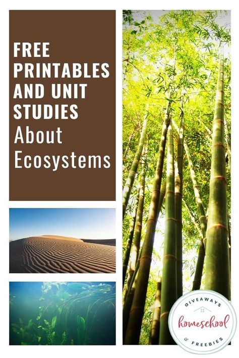 Free Printables and Unit Studies About Ecosystems - Homeschool Giveaways Types Of Ecosystems, Ecosystem Activities, Ecosystems Projects, Desert Ecosystem, Free Homeschool Curriculum, Forest Ecosystem, Science Vocabulary, Free Bible Study, Money Saving Mom