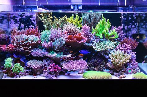 Reef Aquascaping, Reef Tank Aquascaping, Acropora Coral, Nano Reef Tank, Coral Fish Tank, Coral Aquarium, Marine Fish Tanks, Sps Coral, Saltwater Aquarium Fish