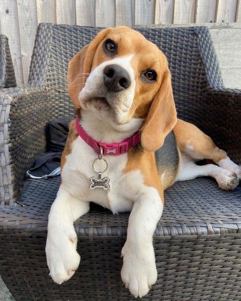 Begal Puppies, Puppy Beagle, Cutee Animals, Cute Beagles, Cute Dog Photos, Puppies And Kitties, Really Cute Dogs, Pictures Funny, A Prince