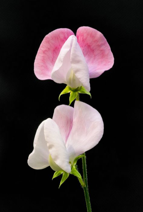 Pink Pea Flower, Ronnie Sweet Pea Flower, Sweet Pea Flowers, Pea Flower, Sweet Peas, Sugar Flowers, Botanical Flowers, Exotic Flowers, Flower Beauty, Flower Tutorial