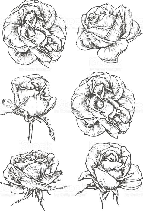 Blooming rose flowers and buds sketches royalty-free stock vector art Hur Man Ritar Blommor, Plant Sketches, Rose Sketch, Flower Sketch, Sketch Tattoo, Flower Icons, Rose Drawing, Drawing Faces, Flower Sketches