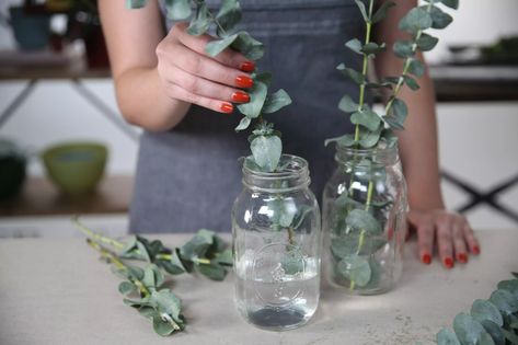 How To Grow and Use the Eucalyptus Plant How To Dry Fresh Eucalyptus, How To Propagate Eucalyptus, Eucalyptus Plant Indoor, Eucalyptus Diy, Eucalyptus Plant, Tattoo Plant, Apt Decor, Eucalyptus Bouquet, Plant Indoor