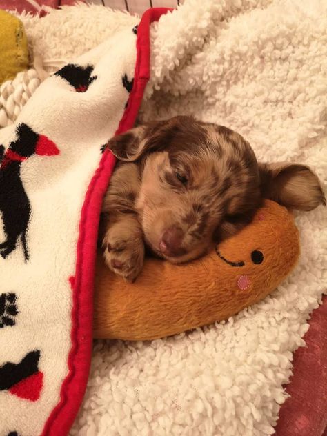 Just a sausage cuddling a sausage under a sausage blanket 🤷 Puppies In Sweaters, Dash Hound Puppies, Puppy Care Tips, Daschund Puppies, Dachshund Funny, Puppy Mom, Really Cute Puppies, Dapple Dachshund, Cute Animals Puppies