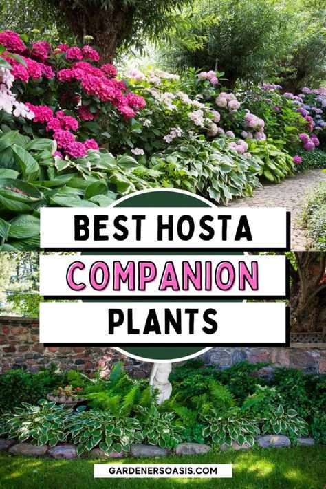 Shade Plant Combinations, Hosta Garden Design, Planting Perennials Landscapes, Hosta Bed Ideas, Shades Garden Ideas, Green Perennial Plants, Hostas Front Yard, Front Yard Landscaping Hostas, Front Yard Shade Landscaping Ideas