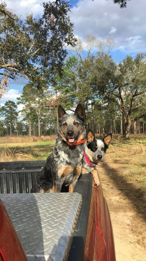 Blue Heeler Aesthetic, Rancher Aesthetic, Foto Cowgirl, Blue Heeler Dogs, Blue Heelers, Future Farms, Farm Dogs, Farm Lifestyle, Western Life