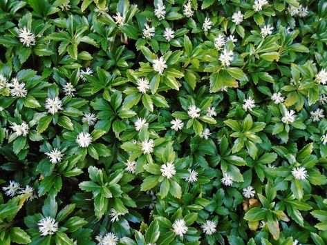 Evergreen Ground Cover Plants, Best Ground Cover Plants, Low Growing Ground Cover, Lily Turf, Perennial Ground Cover, Plants Under Trees, Sweet Woodruff, Evergreen Plants, Sun Plants